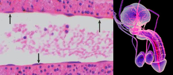 內皮細胞排列在牆壁血液的血管