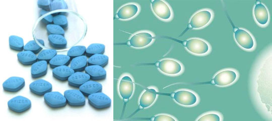 威而鋼等勃起功能障礙的藥物可能有助於提高男性的生育能力 威而鋼等勃起功能障礙的藥物可能有助於提高男性的生育能力