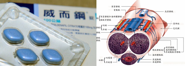 202003101583824075745791.jpg 威而鋼的提高性能力的原理