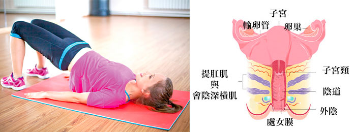 凱格爾運動鍛鍊下體肌肉有助於更強烈的高潮